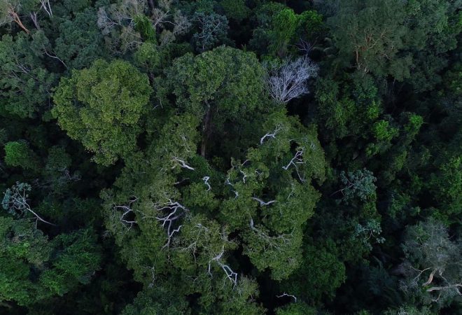 floresta_amazonica_vista_de_cima