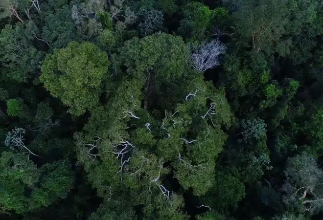 floresta_amazonica_vista_de_cima