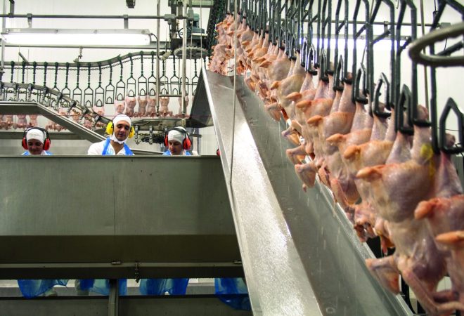 SAO JOSE, SANTA CATARINA, BRAZIL, SEPTEMBER 16, 2009: processing factory chicken,