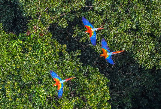 amazonia