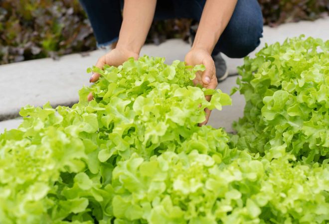 senior adult couple picking vegetable from backyard garden