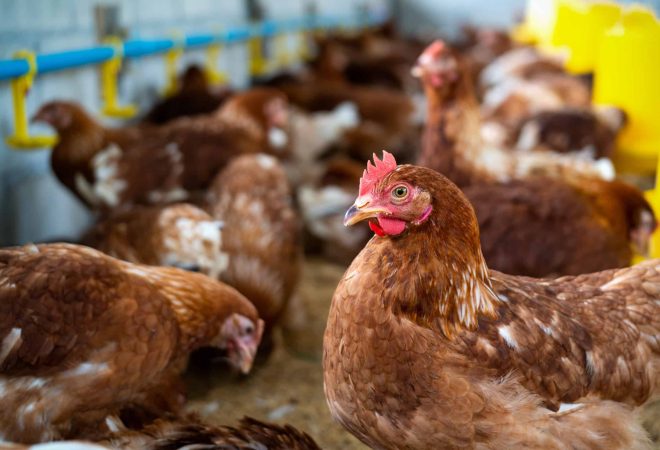 Brown chickens, hens in farm.