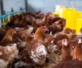 Brown chickens, hens in farm.