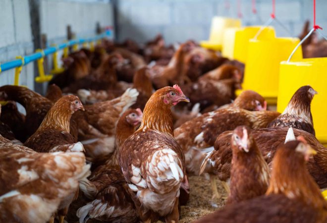 Brown chickens, hens in farm.