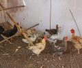 galinhas quintal criação