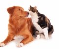 A Nova Scotia cat and a Retriever dog playing funnily on a white surface
