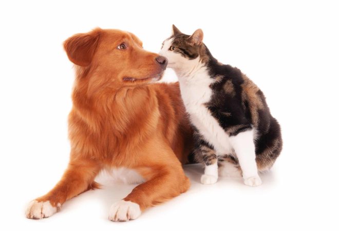 A Nova Scotia cat and a Retriever dog playing funnily on a white surface