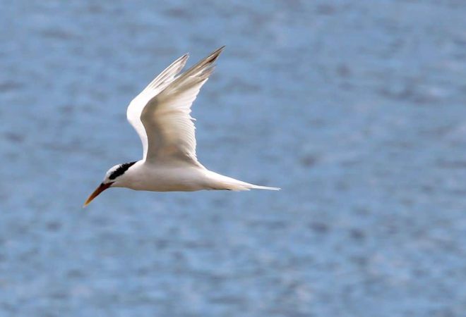 Rio de Janeiro (RJ) –  Rio de Janeiro confirma terceiro caso de Gripe Aviária detectado na Ilha do Governador. As aves contaminadas são da espécie Thalasseus acuflavidus, conhecida como Trinta-réis-bando. Foto: Foto: Wikimedia/Cesar Augusto Chirosa Horie