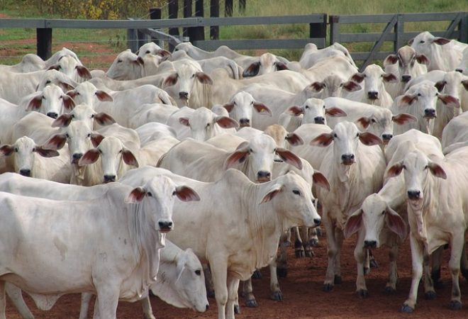 bovinos agronegócio pecuária