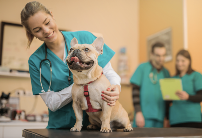 hospital veterinário atendimento free