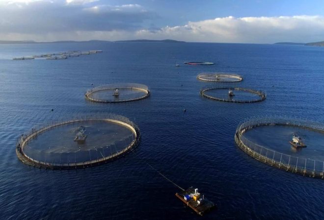 huon_aquaculture_salmão_australia