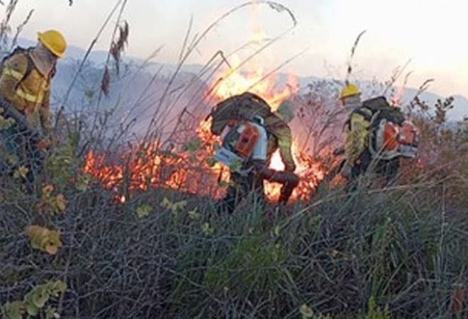 incendioflorestal.bahia-ft-
