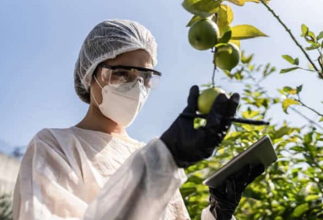 Agronomist analyzing lemon and using digital tablet