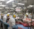 jbs seara suinos itapiranga