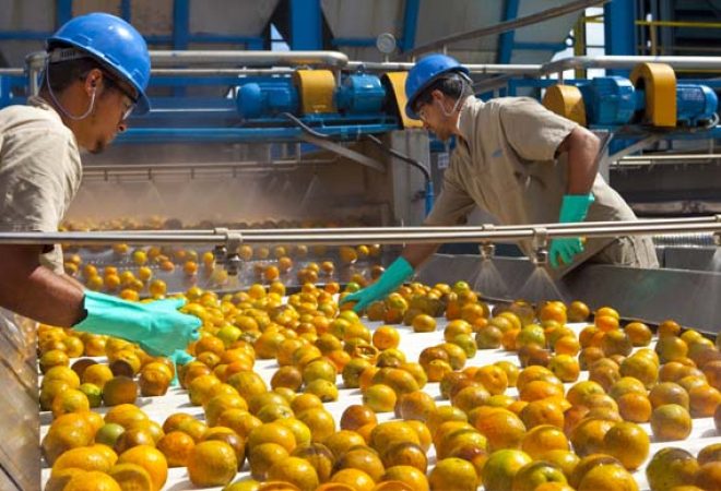 laranja brasileira