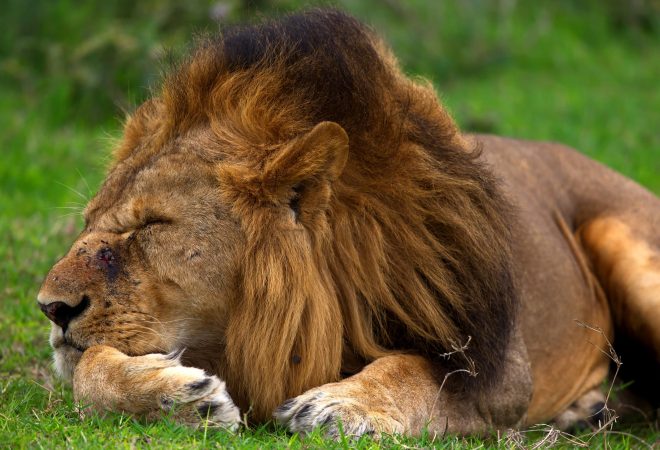 A macro shot of a lion with a thick mane sleeping on the grass in Tanzania