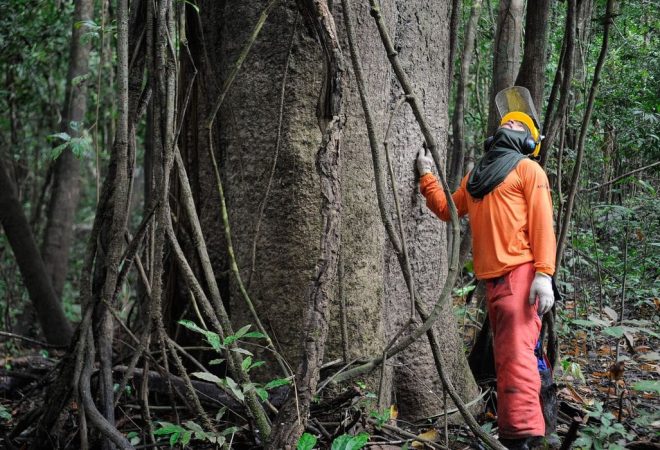 Na Reserva Mamirauá, pesquisadores e ribeirinhos buscam a sustentabilidade pelo manejo florestal  (Tomaz Silva/Agência Brasil)