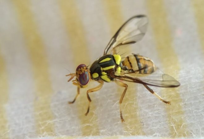 mosca-da-carambola-predando