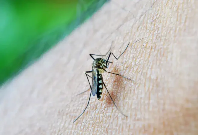 mosquito-213805_1920