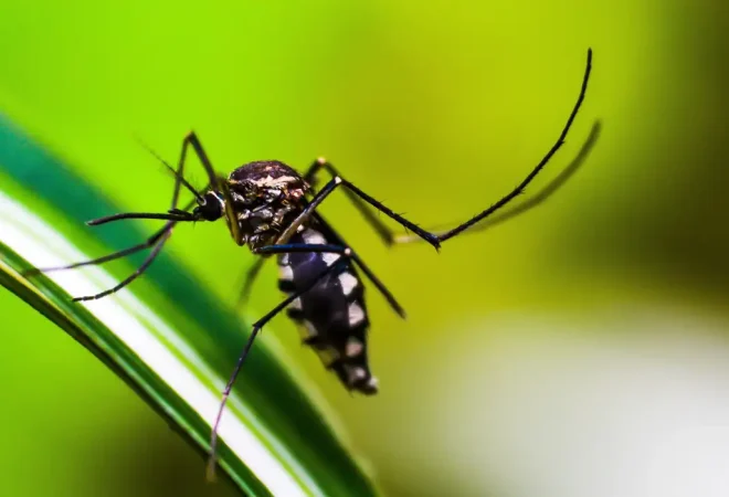 mosquito-4998145