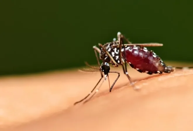 mosquito-aedes-aegypti-transmissor-da-dengue-1708713853661_v2_900x506.jpg