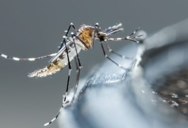 mosquito-da-dengue