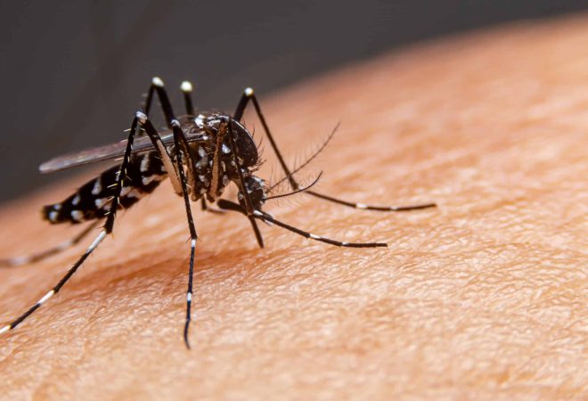 mosquito-dengue-scaled-1
