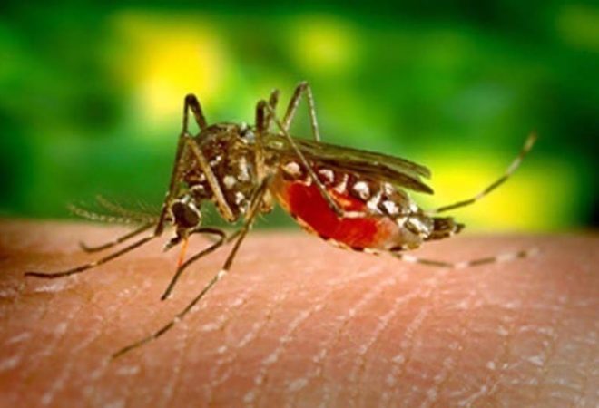 mosquito_241115 (1)
