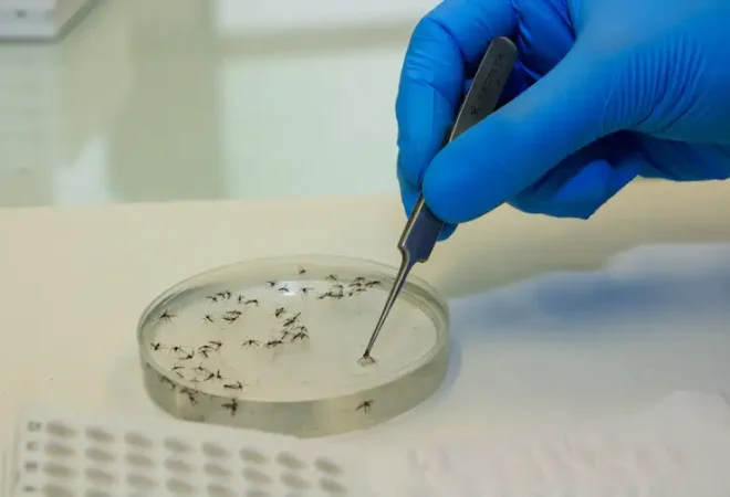 mosquitos_com_wolbachia3