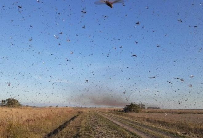 Foto Divulgação/Serviço Nacional de Saúde e Qualidade Agro-Alimentar