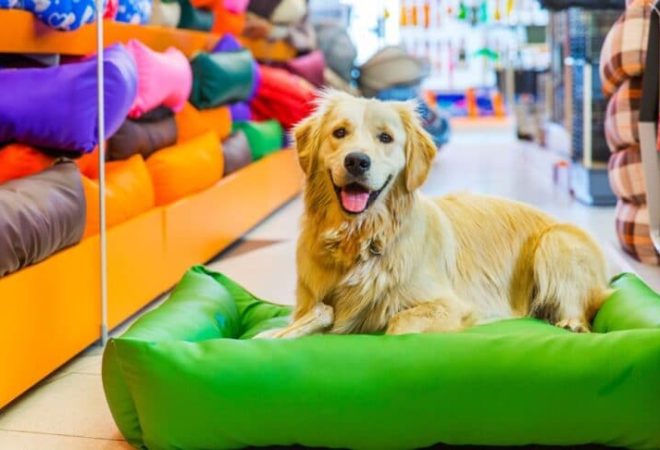 pets cobasi cachorro