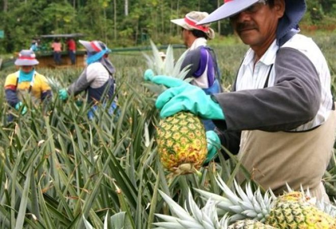 piña-e1525558146425