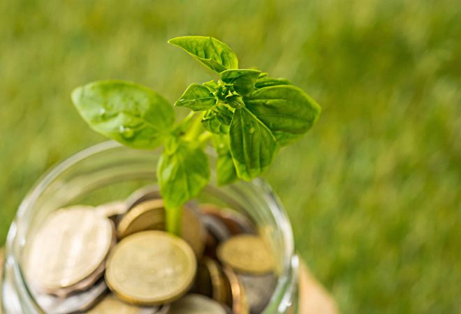 Plant growing in coins glass jar for money against green grass. Saving and investment financial concept