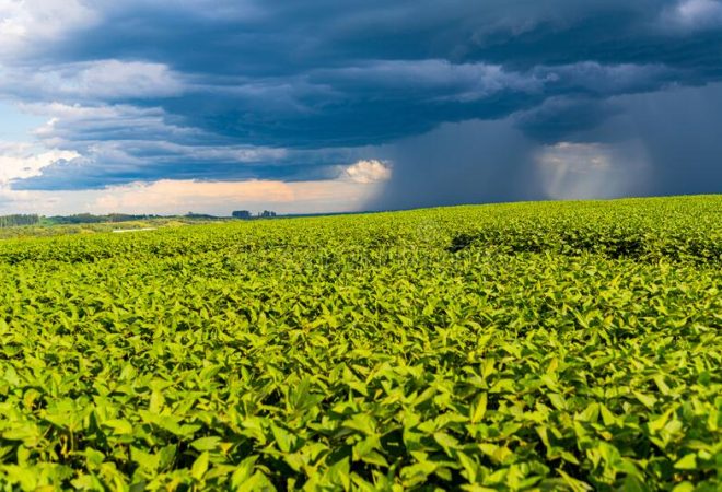 plantaçao chuva