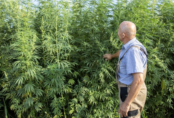 Portrait of senior agronomist looking at hemp or cannabis plants in the field and cannabis sativa plant in background.