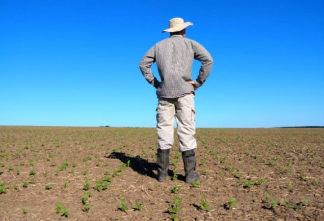 Young disappointed farmer looking at small sprouts of sunflower on the field and feeling threat of a crop failure in summer season. Concept of agricultural business. Close up Rear back view.