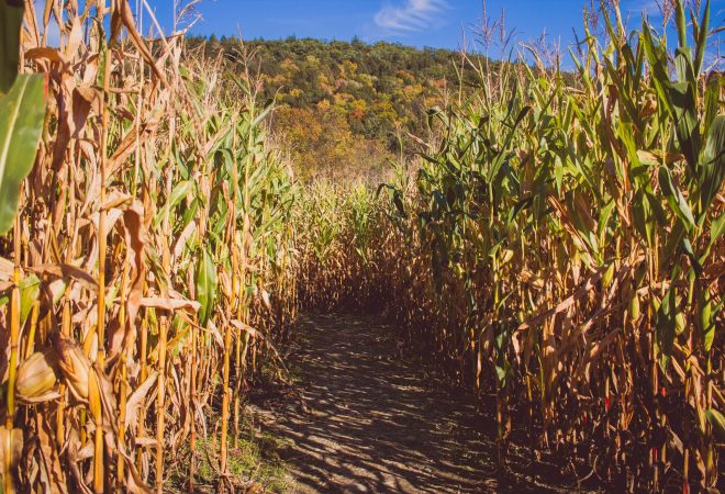A road in the middle of a sugar cane field on a sunny day with a mountain in the back