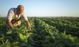 Senior hardworking farmer agronomist in soybean field checking crops before harvest.