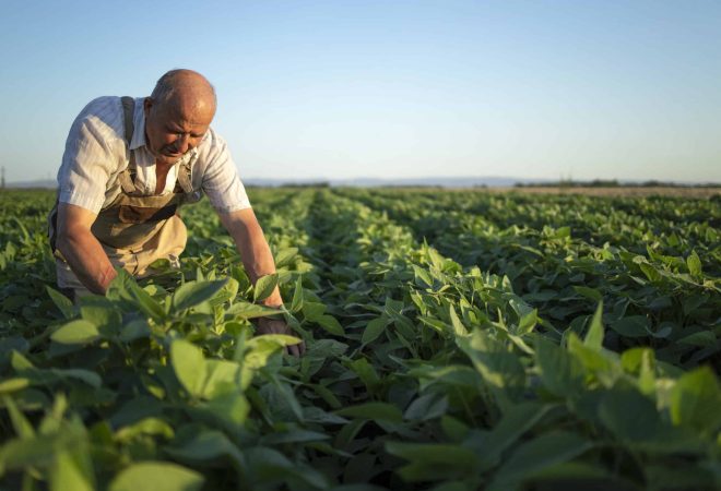 Senior hardworking farmer agronomist in soybean field checking crops before harvest.