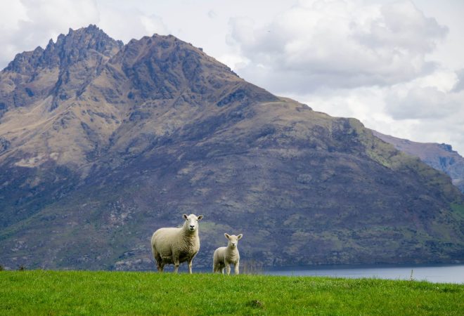 Two sheep standing on grass near the lake in New Zealand