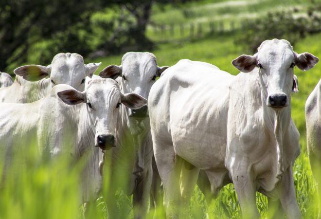pecuária agronegócio