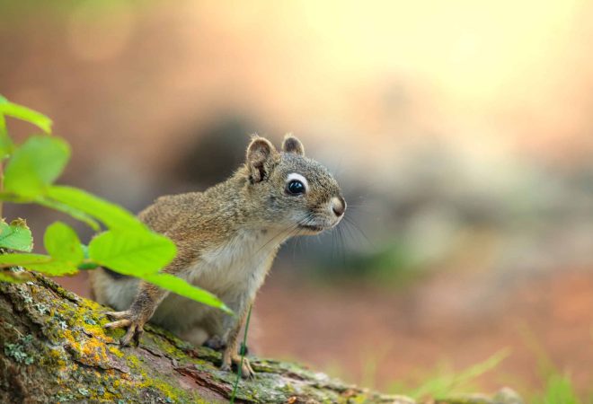 squirrel