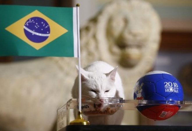 Gato Achilles "prevê" vitória do Brasil contra a Costa Rica