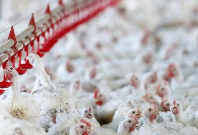 Visão geral de produtora de frango no Paraná