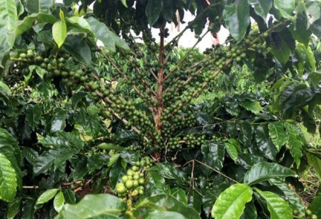 Pés de café em Minas Gerais, Brasil