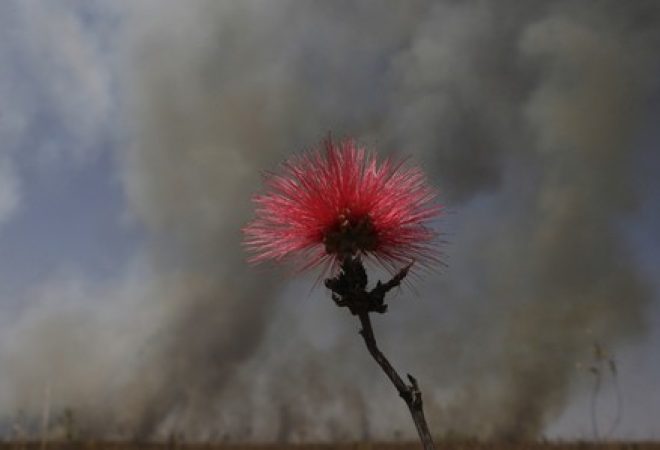 Flor caliandra, que tipicamente cresce no Cerrado brasileiro, é vista rodeada por fumaça após incêndio florestal perto de Brasília