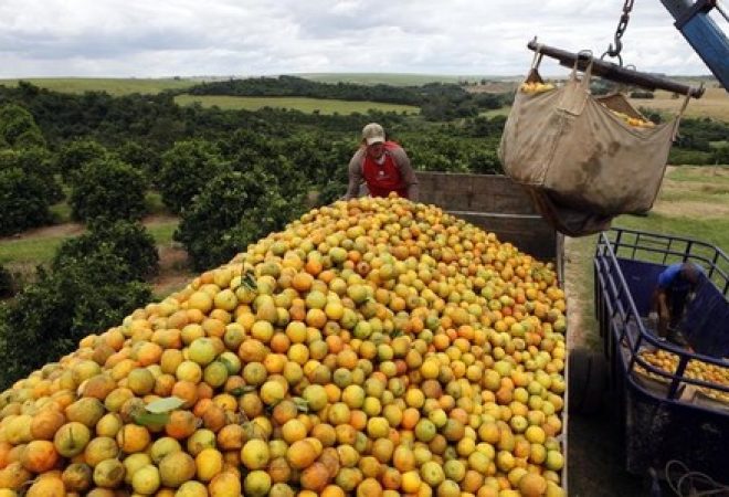 Trabalhadores carregam caminhão com laranja em fazenda de Limeira, São Paulo