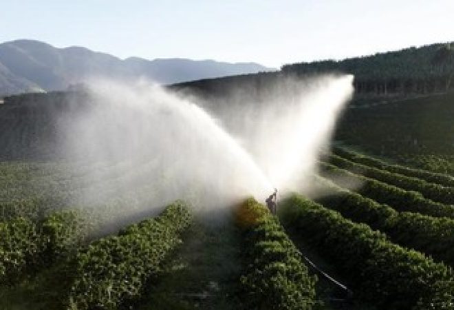 Pés de cafés são irrigados em cafezal em Santo Antônio do Jardim, no Estado de São Paulo