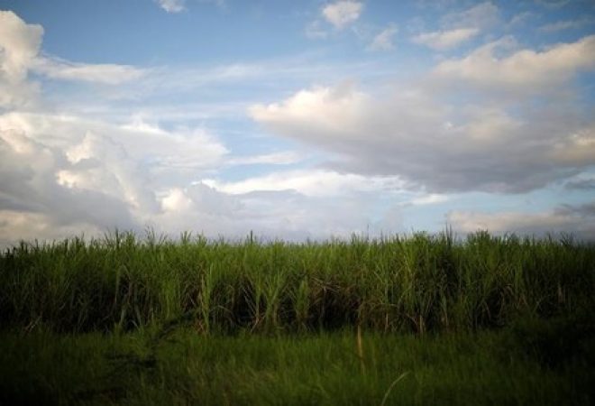 Plantação de cana-de-açúcar