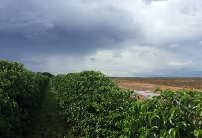 Plantação de café em São Desidério, na Bahia
